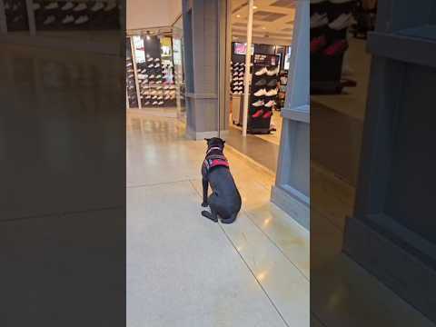 Service Dog Test with a Cane Corso at the Mall