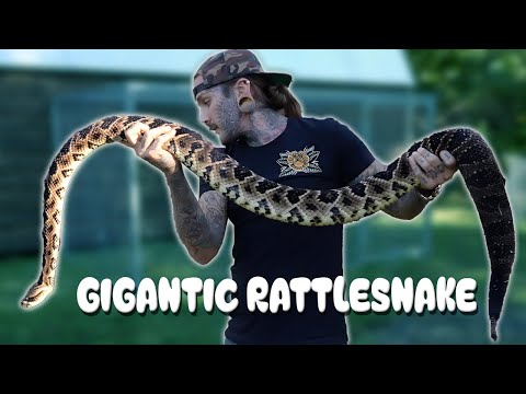 Massive Rattlesnake gets a BATH!