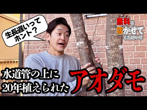 【20年後の真実】今大人気のアオダモがお庭に植えて20年経つとこうなります！