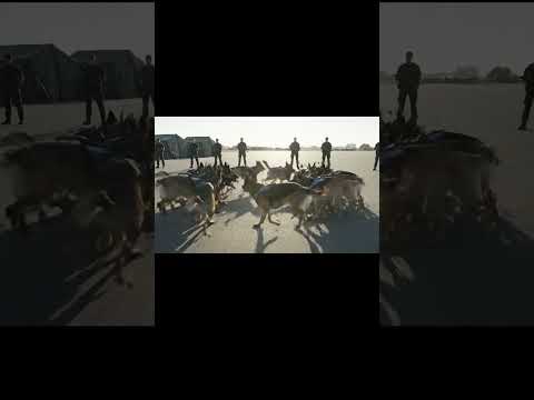 1750 K9 Special Forces Dogs & 330 Trainers – The Untold Story of America’s Canine Army