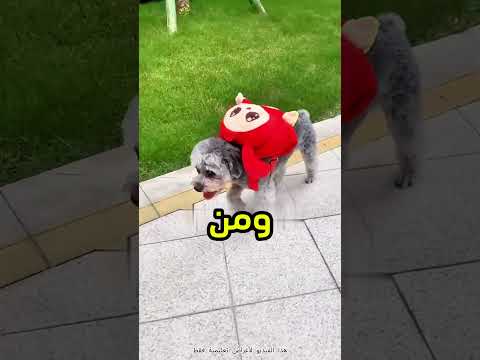 لقد هرب الجرو… قصة حزينة جداً! 😭🐶 #shorts