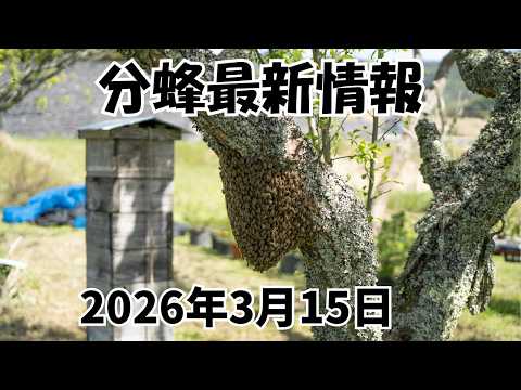 九州北部でも分蜂開始！ニホンミツバチ分蜂状況解説！2026年3月15日 #分蜂マップ