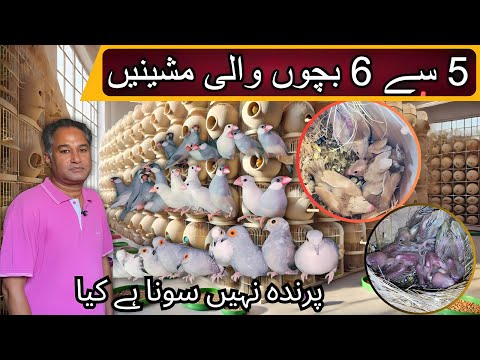 Fawn White Silver Grey Java Breeding Setup | Pied Dove Colony Setup