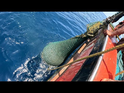 Big Catch Fishing in The Sea | Net Fishing in The Sea ‪@KadalTv‬