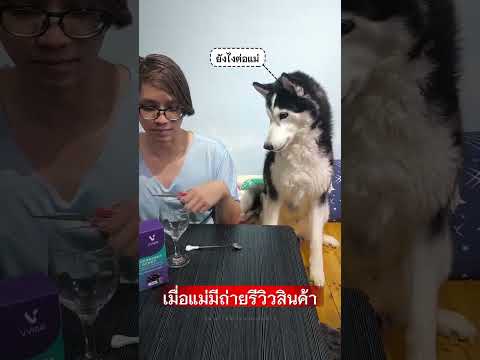 มีความสงสัยและให้ความร่วมมือ #รีวิวบิวตี้ #ไซบีเรียนที่ชื่อฮาเธอร์ #siberianhusky #หมาแสนรู้ #husky
