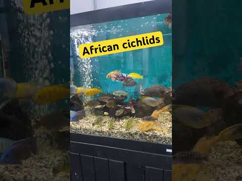 African cichlids #worshipmusic #gospelmusic #chris 