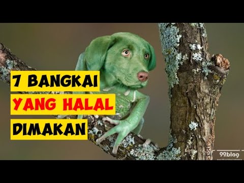 7 BANGKAI YANG HALAL DIMAKAN