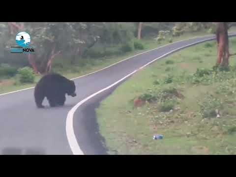 Bear funny moments in Madhumalai Forest | Black bear at mudumalai | Wild Bear@VegaNovaofficial