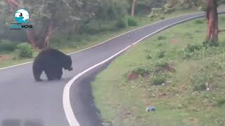 Bear funny moments in Madhumalai Forest | Black bear at mudumalai | Wild Bear@VegaNovaofficial