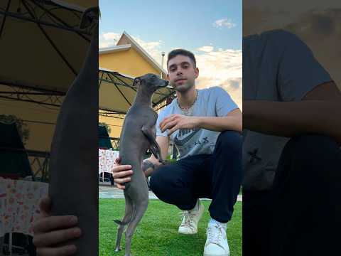 Seguitemi su ig andrea_pappa🫶🏻 #dog #dogs #piccololevrieroitaliano #italiangreyhound #levriero