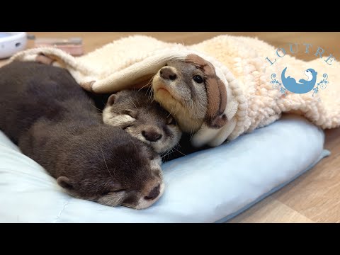 Otters Like To Sleep On People's Laps.