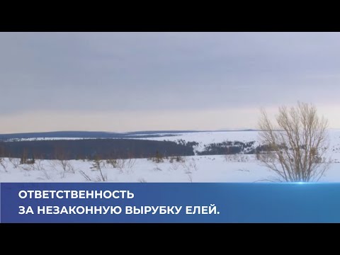 Ответственность за незаконную вырубку елей.