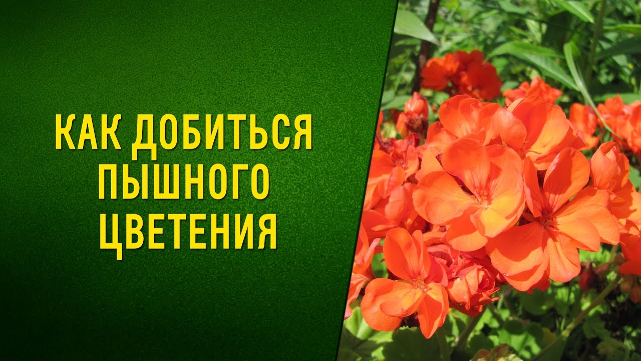Как добиться пышного цветения
