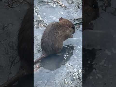 A mouse is eating by the roadside. #funnyvideo #nature #animals #moments #viral #fyp