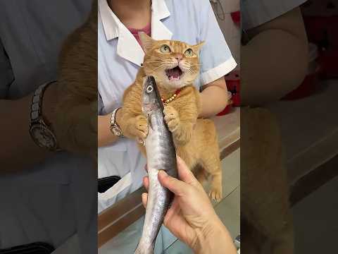 На это можно смотреть ВЕЧНО!! Смешные Кошки и Собаки! 😂😂😂 #Shorts