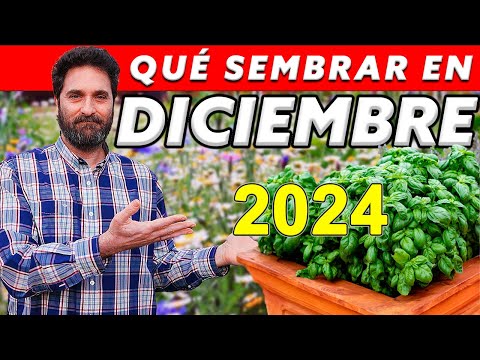 Calendario de Siembra 2024: Que sembrar en DICIEMBRE en el Huerto de Otoño y de Primavera