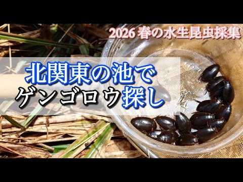北関東でゲンゴロウ探し