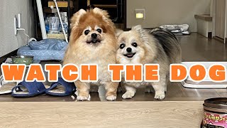 【DOG】I'm out with my family, so please keep an eye on my dog.