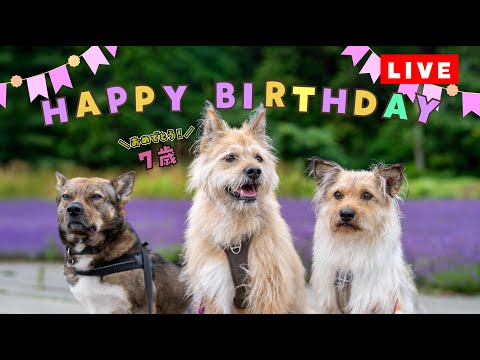 元野犬のポテがもう7歳！お誕生日の生配信！