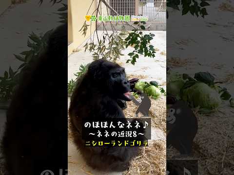 【東山動植物園公式】のほほんなネネ♪～ネネの近況8～《 ニシローランドゴリラ　ゴリラ 》