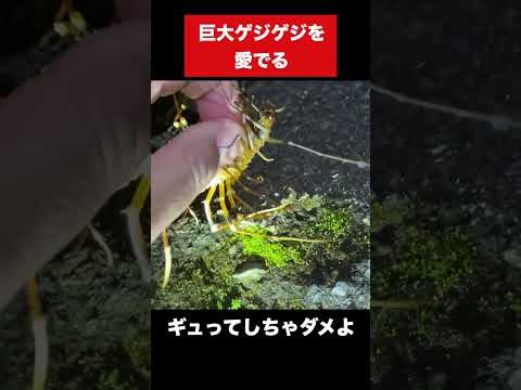ゲジゲジを愛でる