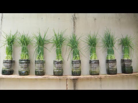 Experimenting with growing green onions from seeds in plastic bottles, surprising results