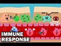 Immune System Function and Response