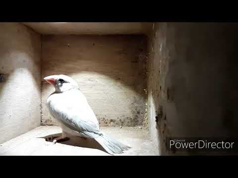 MES OISEAUX (oiseaux exotiques bec droit et bec crochu)