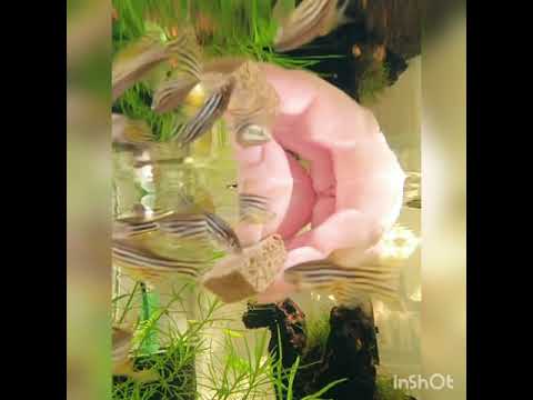 Relax with me while I feed my pond babies! (lo-fi  