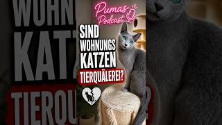 Sind Wohungskatzen Tierquälerei? | Russisch Blau Kitten VonPumaSilberfell #cat #cute #katze #kitten