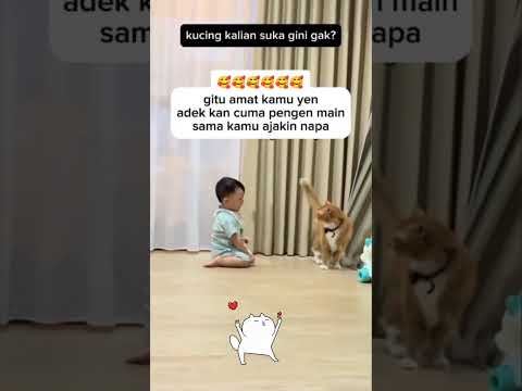 sioyen judes banget sama adek nya cuma mau di ajak main doang #kucinglucu #memes #funny #lucu