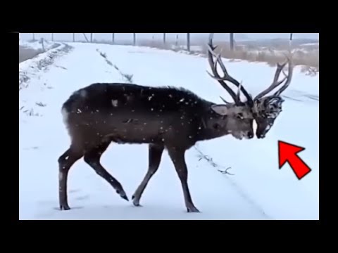 Se Quedó Con La Cabeza De Su Oponente | 30 Momentos De Animales Mas Extraños 🦌