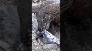 Omg😱A Komodo dragon eats the dried carcass of a squid.