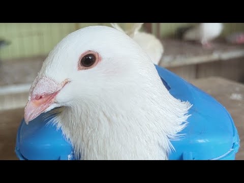 Pigeon treatment 3 is live!