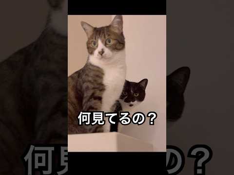 2人仲良くニャルソック Somehow, always together. #cat #tabbycat #cutecat #猫のいる暮らし #保護猫 #黒白猫