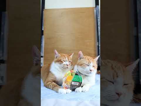 癒しの猫とスイーツのコラボ動画｜かわいい猫がマンゴプリンに乗る姿に癒される サムネイル