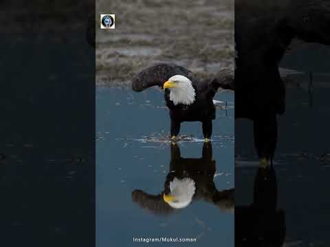 In A Fight Between An Eagle And A King Cobra, Who Would Win?