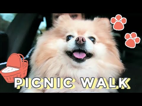 Pomeranian Picnic Walk