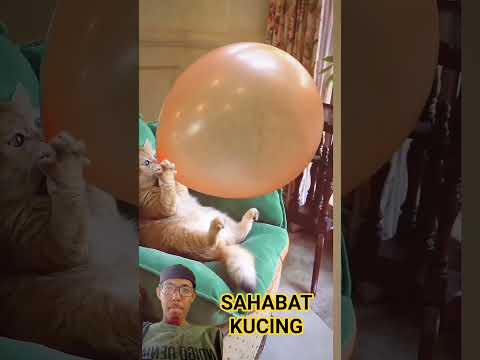 Kucing lucu tiup balon #cat #funny #pets #kucing #kucinglucu #shortvideo