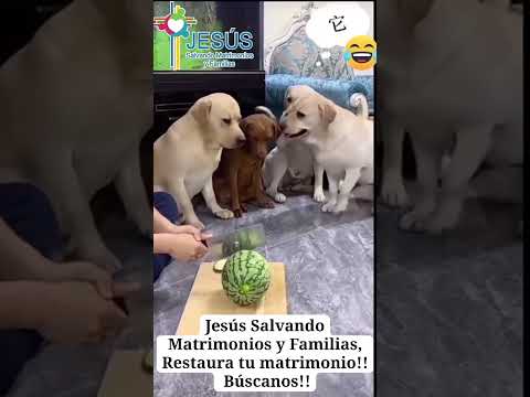 Cuando siento, que todos están en mi contra!! #restaruracionmatrimonial,