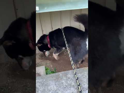 和犬のある風景 なぜか何回も見てしまう
