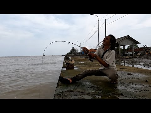 Berani Mencoba!! ini yg terjadi, ketika mancing dgn Udang hidup