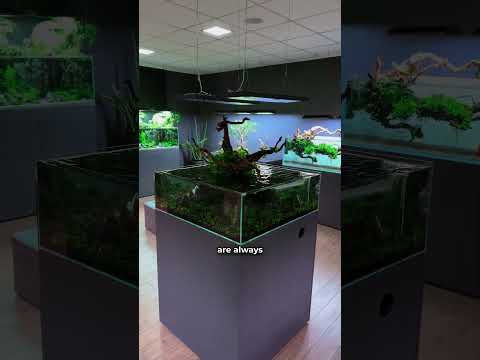 It's 𝓛𝓘𝓣🔥 #greenaqua #aquascaping #aquascape #plantedtank #amazingnature #shortsvideo #fish #shortvideo #plant