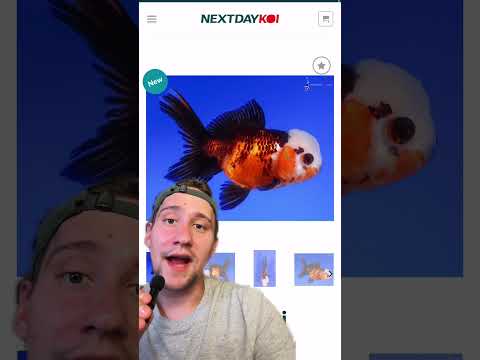 Crystal's Picks_ Tri-Color Oranda Goldfish, Shiro  This week's Crystal's Picks include an adorable Shiro Bekko Butterfly Koi, a shiny Gin Rin Soragoi K
