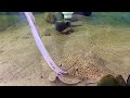 Skates: Adaptations and Habitats