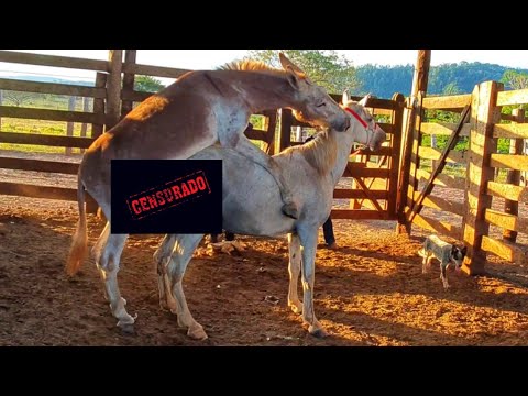 JUMENTO RAÇA "PEGA" CRUZANDO ÉGUA.