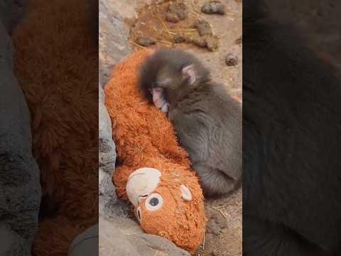 Viral Monkey Emotional Story