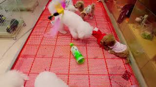 #chó#chóphốcsóc#dogcute Tik Tok Chó Phốc Sóc Mini  Funny and Cute Pomeranian | cute animals#684