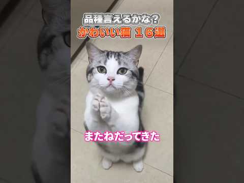 猫の種類を当てられますか？見るだけでも癒されます