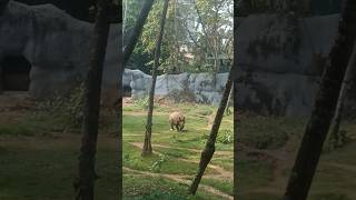 Rare White Rino #shorts